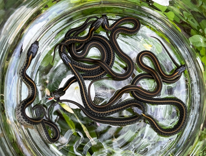 Santa Cruz Garter Snakes